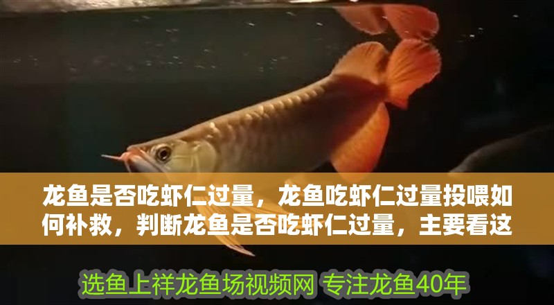 龍魚是否吃蝦仁過量，龍魚吃蝦仁過量投喂如何補救，判斷龍魚是否吃蝦仁過量，主要看這三個關鍵信號，吃完可補少量 龍魚是否吃蝦仁過量，龍魚吃蝦仁過量投喂如何補救，判斷龍魚是否吃蝦仁過量，主要看這三個關鍵信號，吃完可補少量 龍魚百科
