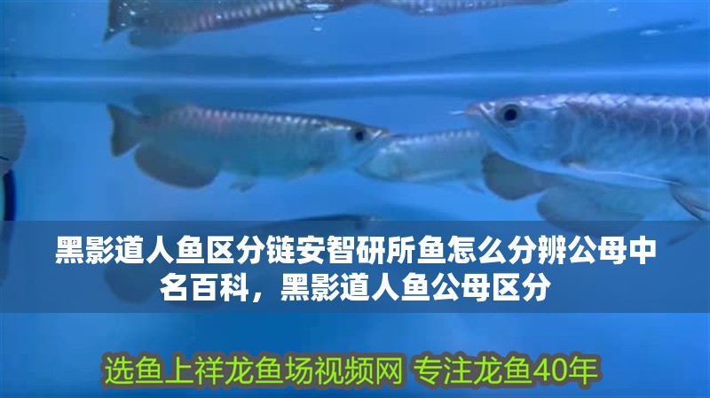 黑影道人魚區分鏈安智研所魚怎么分辨公母中名百科，黑影道人魚公母區分