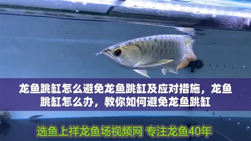 龍魚跳缸怎么避免龍魚跳缸及應對措施，龍魚跳缸怎么辦，教你如何避免龍魚跳缸