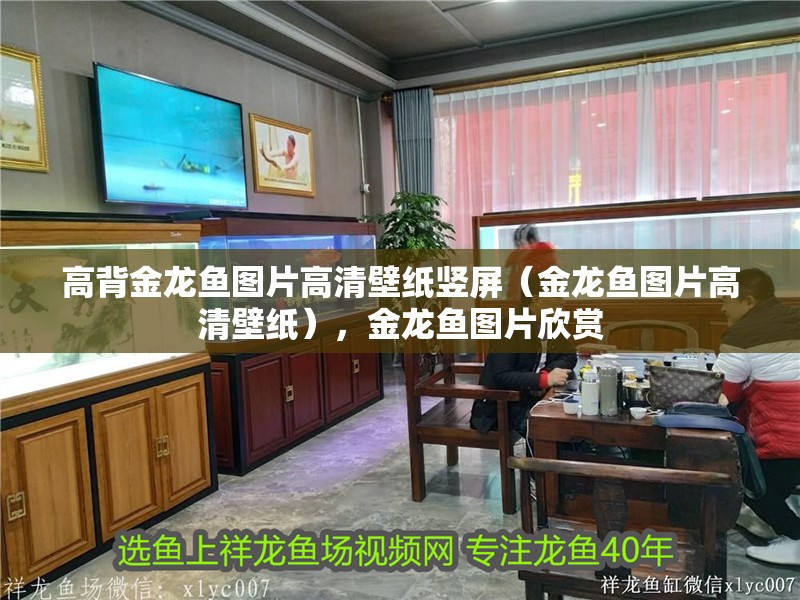 高背金龍魚圖片高清壁紙豎屏（金龍魚圖片高清壁紙），金龍魚圖片欣賞