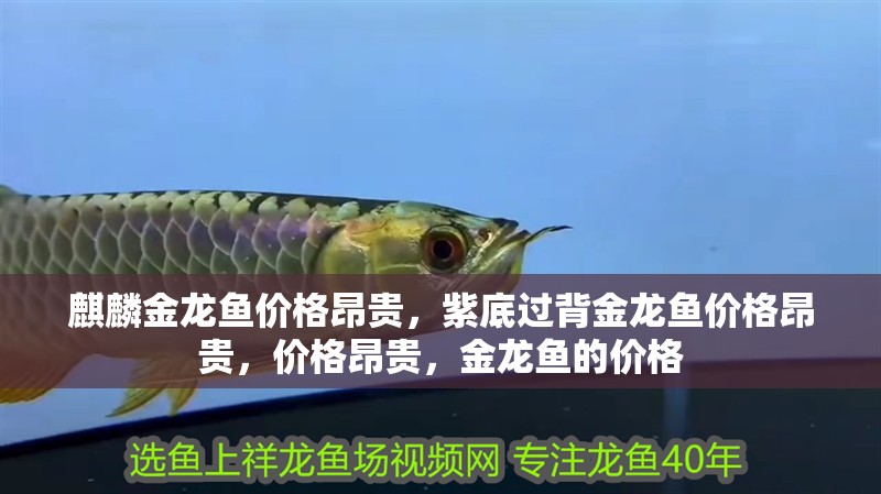 麒麟金龍魚價格昂貴，紫底過背金龍魚價格昂貴，價格昂貴，金龍魚的價格