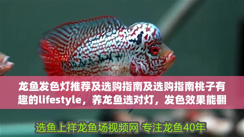 龍魚發色燈推薦及選購指南及選購指南桃子有趣的lifestyle，養龍魚選對燈，發色效果能翻倍！
