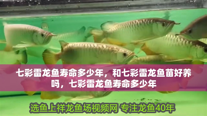 七彩雷龍魚壽命多少年，和七彩雷龍魚苗好養(yǎng)嗎，七彩雷龍魚壽命多少年