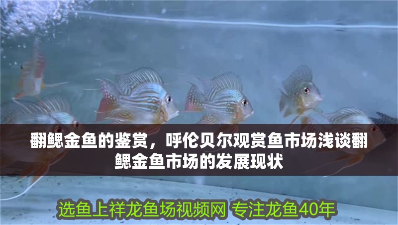 翻鰓金魚的鑒賞，呼倫貝爾觀賞魚市場淺談翻鰓金魚市場的發(fā)展現(xiàn)狀