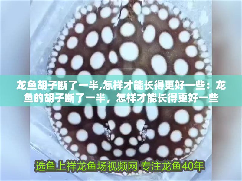 龍魚胡子斷了一半,怎樣才能長得更好一些：龍魚的胡子斷了一半，怎樣才能長得更好一些
