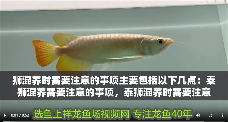 獅混養時需要注意的事項主要包括以下幾點：泰獅混養需要注意的事項，泰獅混養時需要注意的事項 獅混養時需要注意的事項主要包括以下幾點：泰獅混養需要注意的事項，泰獅混養時需要注意的事項 龍魚百科