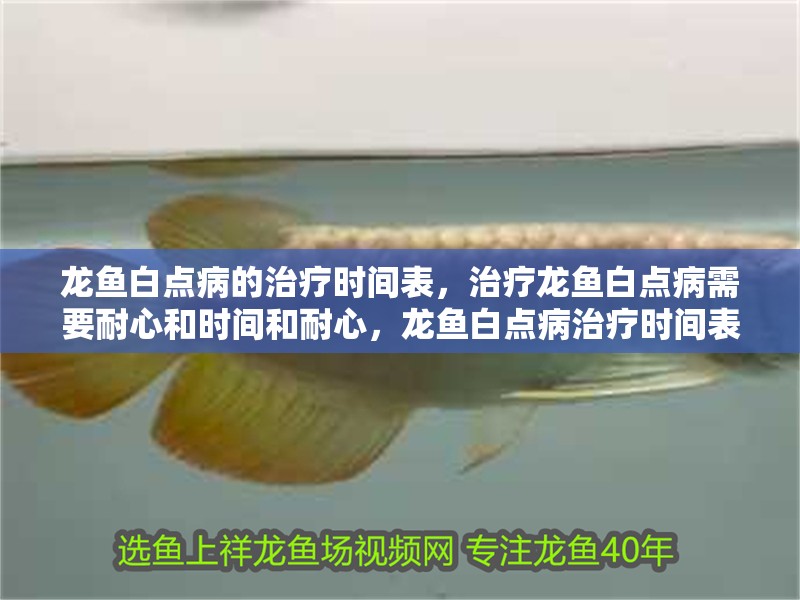 龍魚白點病的治療時間表，治療龍魚白點病需要耐心和時間和耐心，龍魚白點病治療時間表