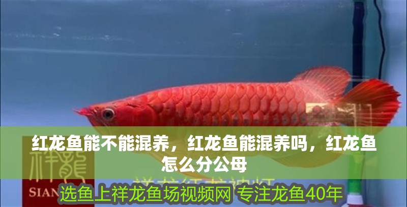 紅龍魚能不能混養(yǎng)，紅龍魚能混養(yǎng)嗎，紅龍魚怎么分公母