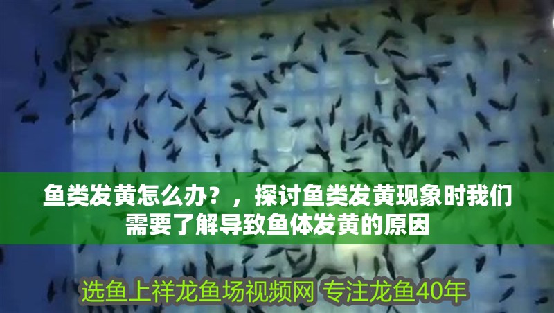 魚類發(fā)黃怎么辦？，探討魚類發(fā)黃現(xiàn)象時我們需要了解導致魚體發(fā)黃的原因 魚類發(fā)黃怎么辦？，探討魚類發(fā)黃現(xiàn)象時我們需要了解導致魚體發(fā)黃的原因 龍魚百科