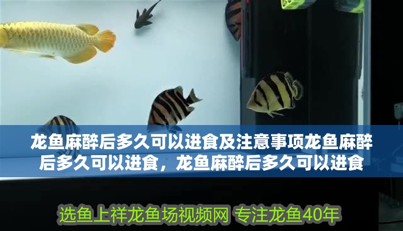 龍魚麻醉后多久可以進食及注意事項龍魚麻醉后多久可以進食,龍魚麻醉后多久可以進食 觀賞魚百科 第2張 龍魚麻醉后多久可以進食及注意事項龍魚麻醉后多久可以進食,龍魚麻醉后多久可以進食 龍魚麻醉后多久可以進食及注意事項龍魚麻醉后多久可以進食,龍魚麻醉后多久可以進食 觀賞魚百科 第2張