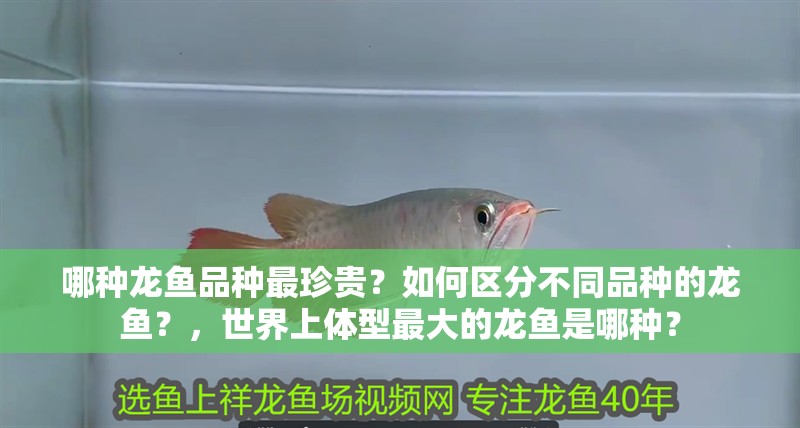 哪種龍魚品種最珍貴？如何區分不同品種的龍魚？，世界上體型最大的龍魚是哪種？