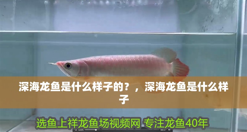 深海龍魚是什么樣子的？，深海龍魚是什么樣子