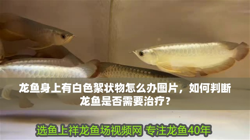 龍魚身上有白色絮狀物怎么辦圖片，如何判斷龍魚是否需要治療？