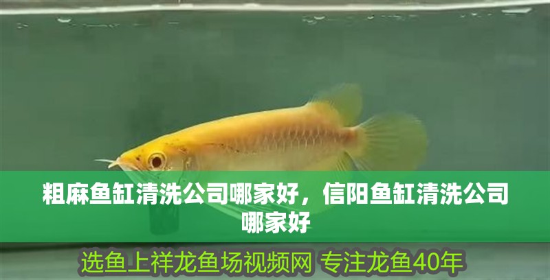 粗麻魚缸清洗公司哪家好，信陽(yáng)魚缸清洗公司哪家好