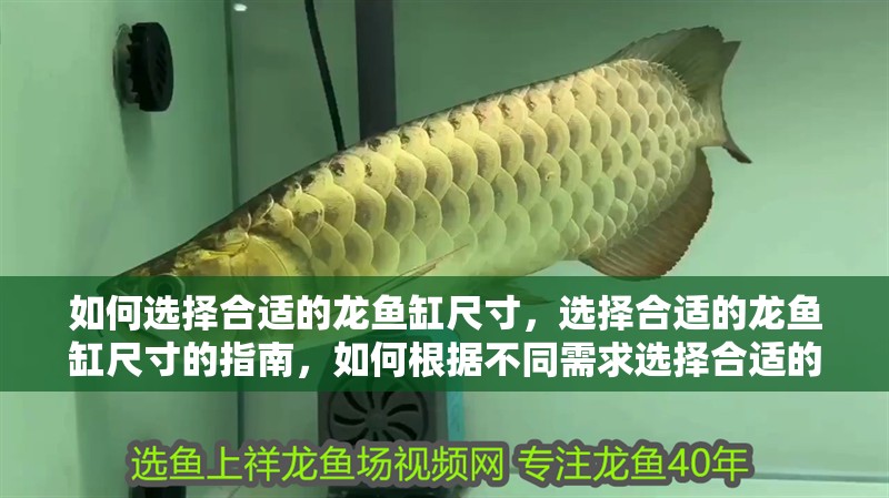 如何選擇合適的龍魚缸尺寸，選擇合適的龍魚缸尺寸的指南，如何根據不同需求選擇合適的魚缸尺寸