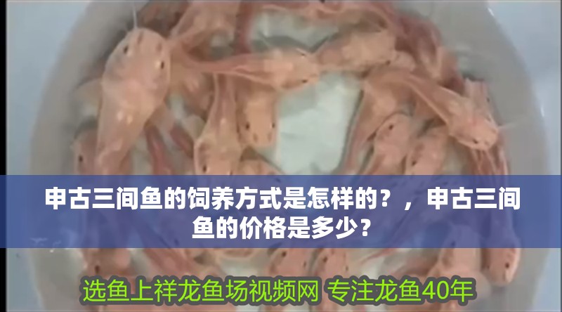 申古三間魚的飼養方式是怎樣的？，申古三間魚的價格是多少？