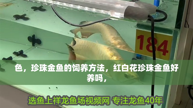 色，珍珠金魚(yú)的飼養(yǎng)方法，紅白花珍珠金魚(yú)好養(yǎng)嗎，