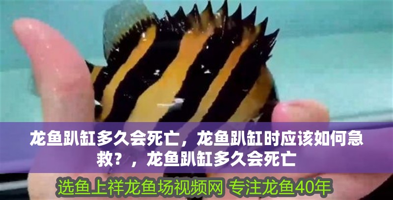 龍魚趴缸多久會死亡，龍魚趴缸時應該如何急救？，龍魚趴缸多久會死亡