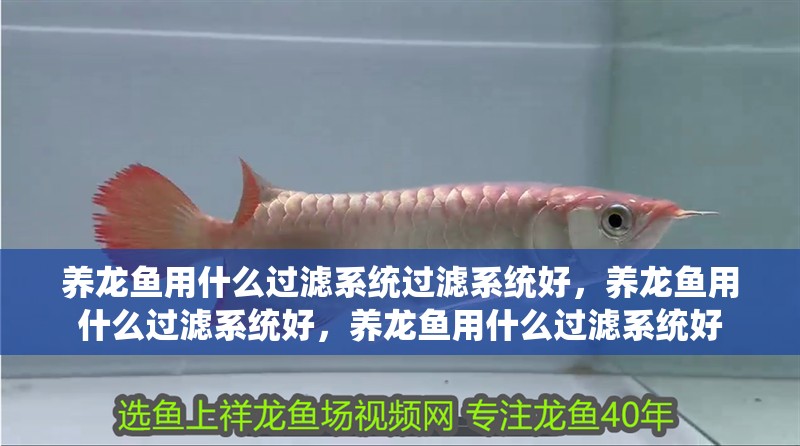 養龍魚用什么過濾系統過濾系統好，養龍魚用什么過濾系統好，養龍魚用什么過濾系統好 養龍魚用什么過濾系統過濾系統好，養龍魚用什么過濾系統好，養龍魚用什么過濾系統好 觀賞魚百科 第2張