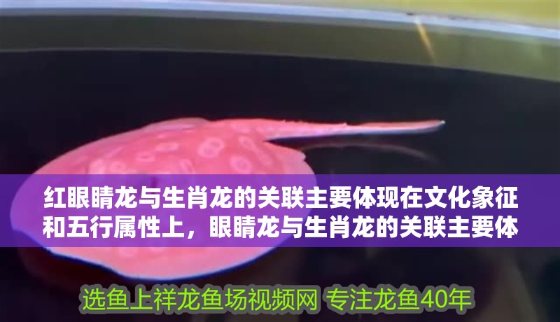紅眼睛龍與生肖龍的關(guān)聯(lián)主要體現(xiàn)在文化象征和五行屬性上，眼睛龍與生肖龍的關(guān)聯(lián)主要體現(xiàn)在文化象征和五行屬性上 紅眼睛龍與生肖龍的關(guān)聯(lián)主要體現(xiàn)在文化象征和五行屬性上，眼睛龍與生肖龍的關(guān)聯(lián)主要體現(xiàn)在文化象征和五行屬性上 龍魚百科 第3張