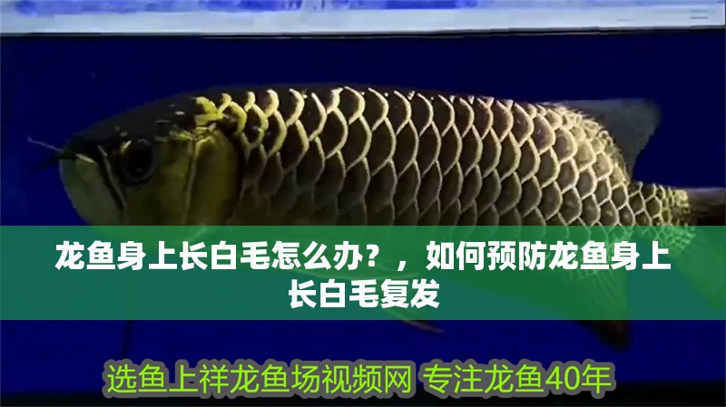魚缸過濾器選購指南:自制魚缸過濾器魚缸上置過濾器對(duì)于養(yǎng)魚愛好者的必備知識(shí) 龍魚身上長白毛怎么辦?,如何預(yù)防龍魚身上長白毛復(fù)發(fā) 龍魚百科 龍魚身上長白毛怎么辦?,如何預(yù)防龍魚身上長白毛復(fù)發(fā) 龍魚身上長白毛怎么辦?,如何預(yù)防龍魚身上長白毛復(fù)發(fā) 龍魚百科