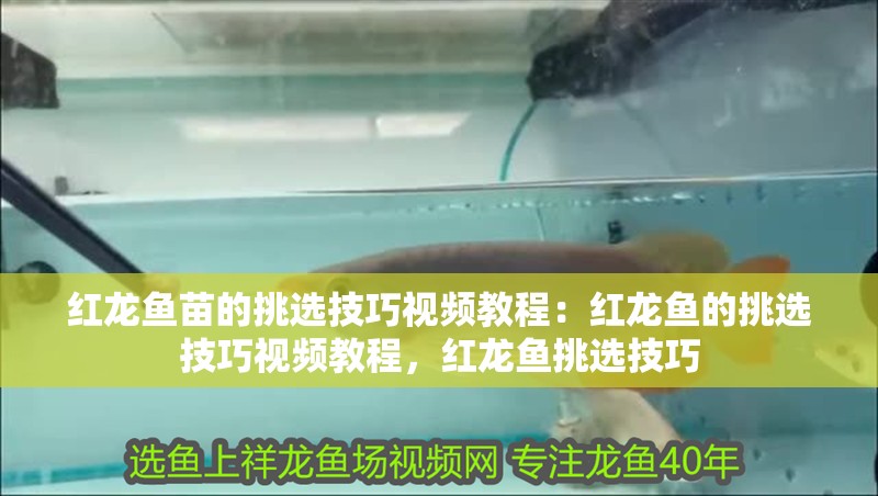 紅龍魚苗的挑選技巧視頻教程：紅龍魚的挑選技巧視頻教程，紅龍魚挑選技巧