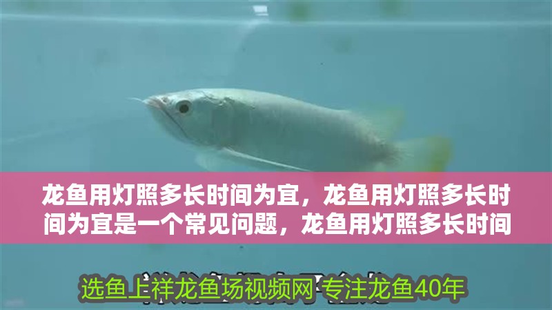 龍魚用燈照多長時間為宜，龍魚用燈照多長時間為宜是一個常見問題，龍魚用燈照多長時間為宜