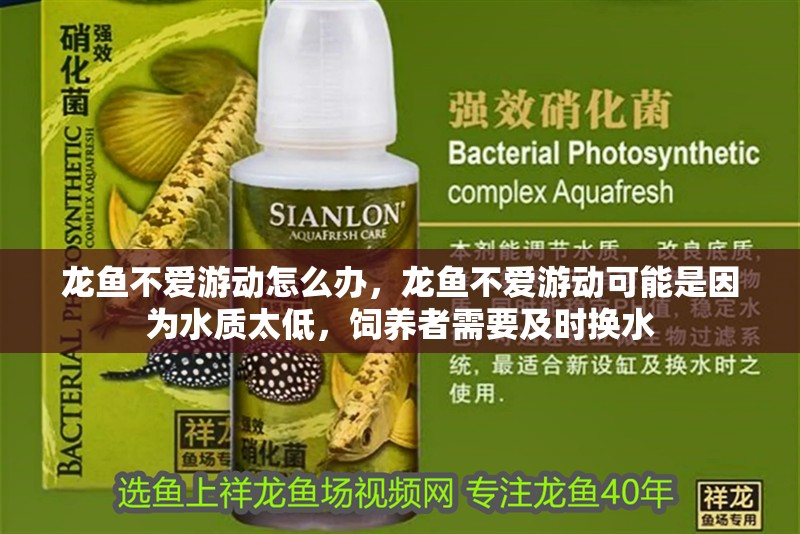 龍魚不愛游動怎么辦，龍魚不愛游動可能是因為水質太低，飼養者需要及時換水