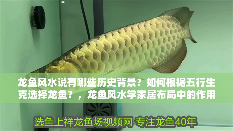 龍魚風水說有哪些歷史背景？如何根據五行生克選擇龍魚？，龍魚風水學家居布局中的作用和注意事項