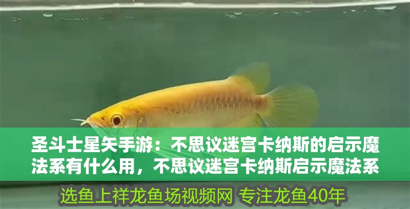 圣斗士星矢手游：不思議迷宮卡納斯的啟示魔法系有什么用，不思議迷宮卡納斯啟示魔法系岡布奧選擇攻略不思議迷宮卡納斯