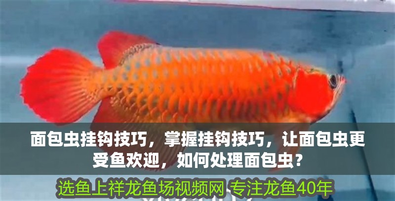 面包蟲掛鉤技巧，掌握掛鉤技巧，讓面包蟲更受魚歡迎，如何處理面包蟲？