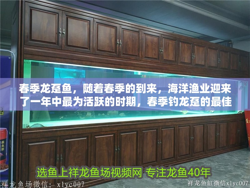 春季龍躉魚，隨著春季的到來，海洋漁業迎來了一年中最為活躍的時期，春季釣龍躉的最佳時機，六七分鐘搞定鮮嫩口感fizzbelle