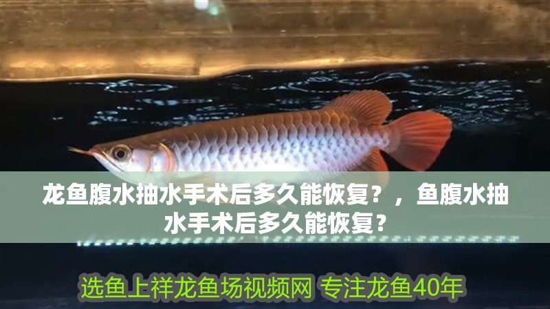 龍魚腹水抽水手術后多久能恢復？，魚腹水抽水手術后多久能恢復？