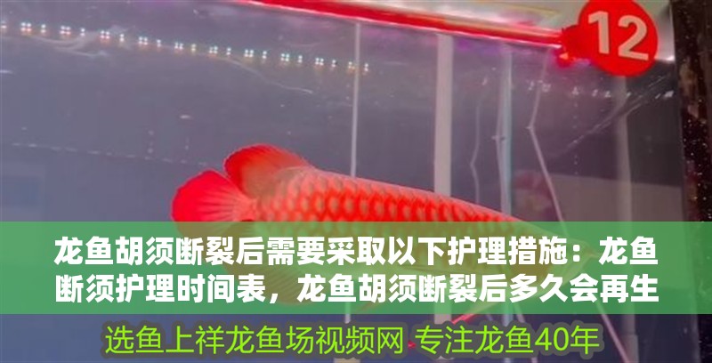 龍魚胡須斷裂后需要采取以下護(hù)理措施：龍魚斷須護(hù)理時(shí)間表，龍魚胡須斷裂后多久會(huì)再生？