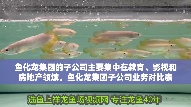 魚化龍集團的子公司主要集中在教育、影視和房地產領域，魚化龍集團子公司業務對比表