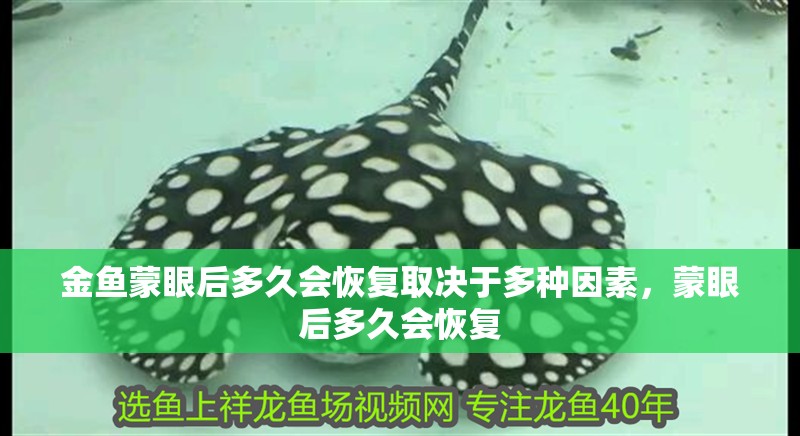 金魚蒙眼后多久會恢復(fù)取決于多種因素，蒙眼后多久會恢復(fù)