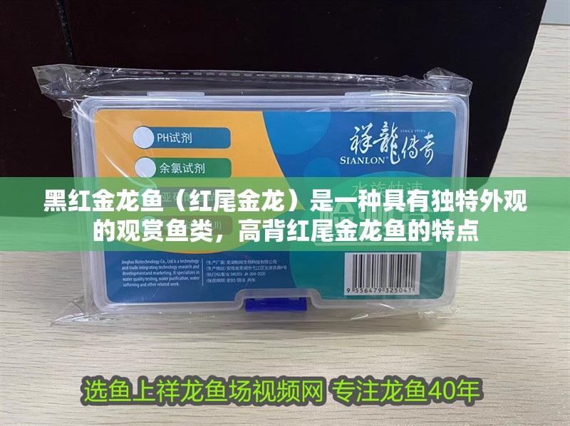 黑紅金龍魚（紅尾金龍）是一種具有獨特外觀的觀賞魚類，高背紅尾金龍魚的特點