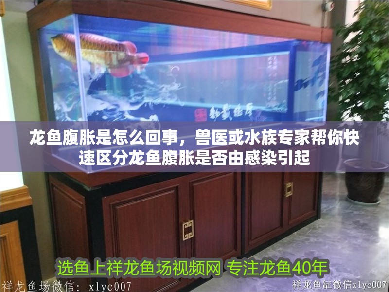 龍魚腹脹是怎么回事，獸醫或水族專家幫你快速區分龍魚腹脹是否由感染引起 龍魚腹脹是怎么回事，獸醫或水族專家幫你快速區分龍魚腹脹是否由感染引起 龍魚百科