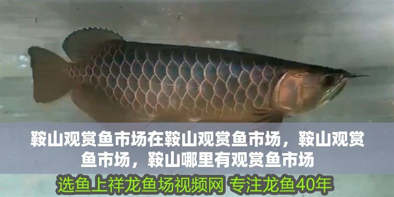 鞍山觀賞魚市場在鞍山觀賞魚市場，鞍山觀賞魚市場，鞍山哪里有觀賞魚市場