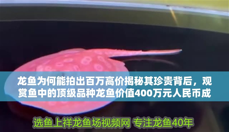 龍魚為何能拍出百萬高價揭秘其珍貴背后，觀賞魚中的頂級品種龍魚價值400萬元人民幣成交