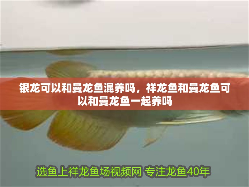 銀龍可以和曼龍魚混養(yǎng)嗎，祥龍魚和曼龍魚可以和曼龍魚一起養(yǎng)嗎