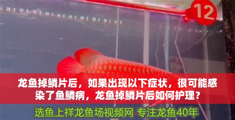 龍魚掉鱗片后，如果出現以下癥狀，很可能感染了魚鱗病，龍魚掉鱗片后如何護理？