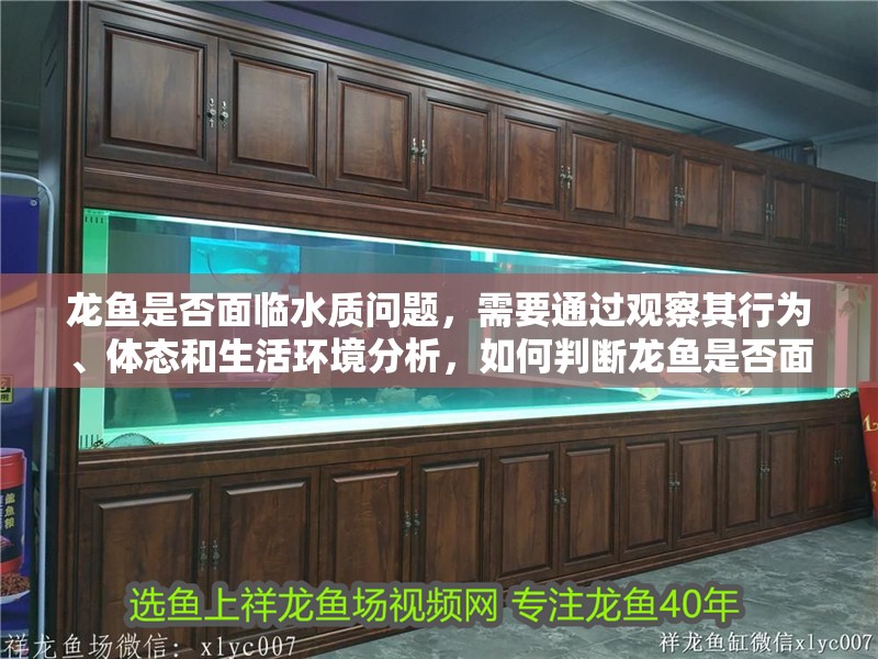 龍魚是否面臨水質問題，需要通過觀察其行為、體態和生活環境分析，如何判斷龍魚是否面臨水質問題？