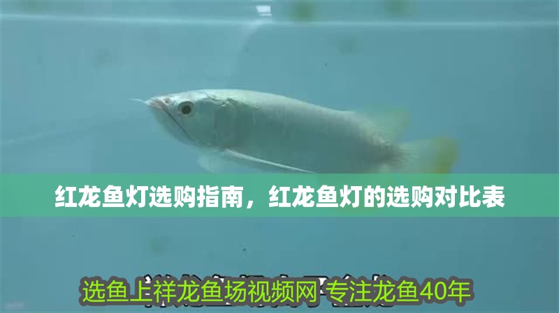 紅龍魚燈選購指南，紅龍魚燈的選購對比表