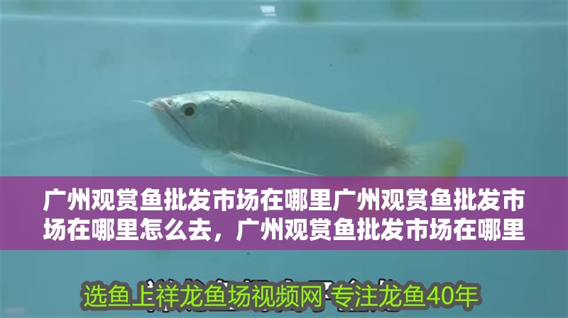 廣州觀賞魚批發市場在哪里廣州觀賞魚批發市場在哪里怎么去，廣州觀賞魚批發市場在哪里