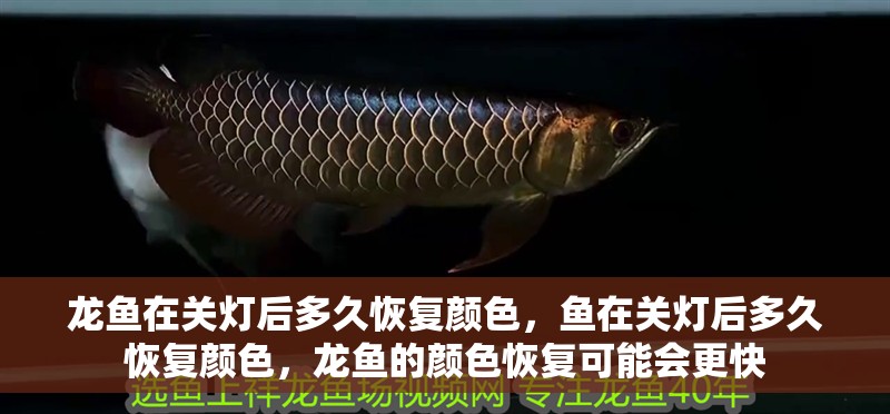 龍魚在關燈后多久恢復顏色，魚在關燈后多久恢復顏色，龍魚的顏色恢復可能會更快