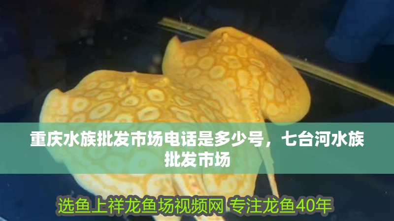 重慶水族批發市場電話是多少號，七臺河水族批發市場