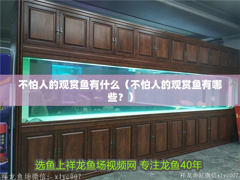 不怕人的觀賞魚有什么（不怕人的觀賞魚有哪些？） 不怕人的觀賞魚有什么（不怕人的觀賞魚有哪些？） 觀賞魚百科