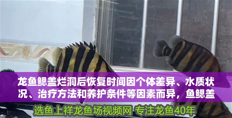龍魚鰓蓋爛洞后恢復時間因個體差異、水質狀況、治療方法和養護條件等因素而異，魚鰓蓋爛洞后恢復時間因個體差異、水質狀況、治療方法和養護條件等因素而異