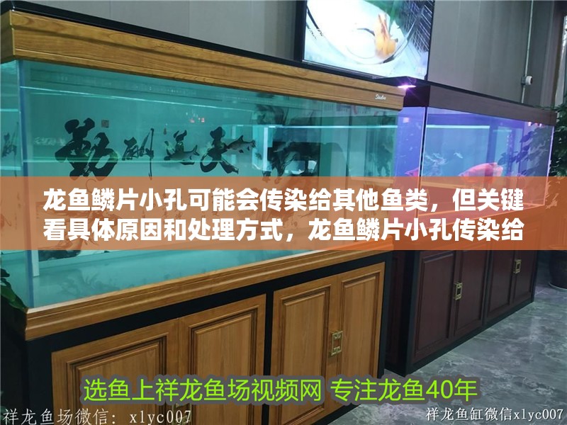 龍魚鱗片小孔可能會傳染給其他魚類，但關鍵看具體原因和處理方式，龍魚鱗片小孔傳染給其他魚后如何治療龍魚鱗片小孔